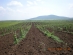 Drip irrigation on 14 ha vineyard with compensating drip tape DRIP-IN PC